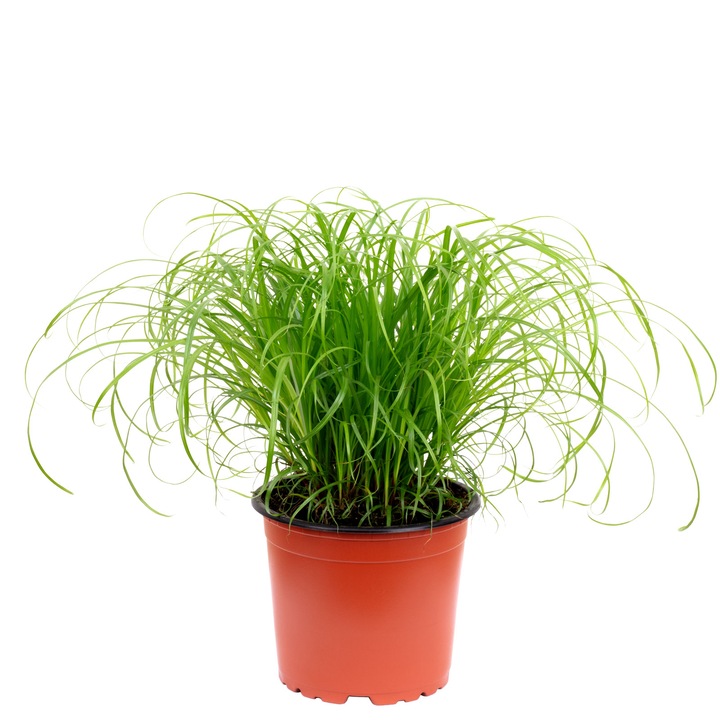 Planta umbrela Cyperus alternifolius "Zumula", Inaltime 30 cm, Diametru ghiveci 12 cm