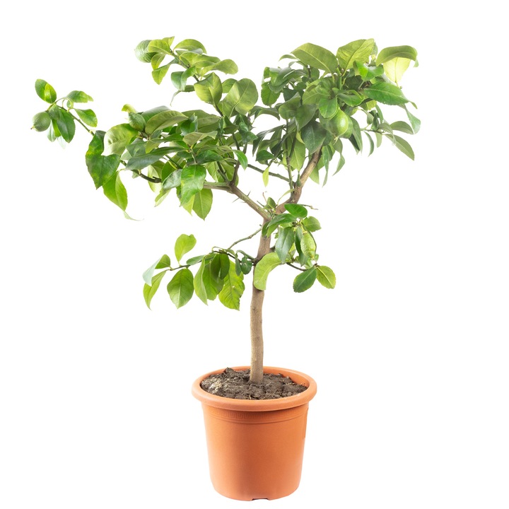 Lamai Meyer, Citrus x meyeri, Inaltime 90 cm, Ghiveci 22 cm