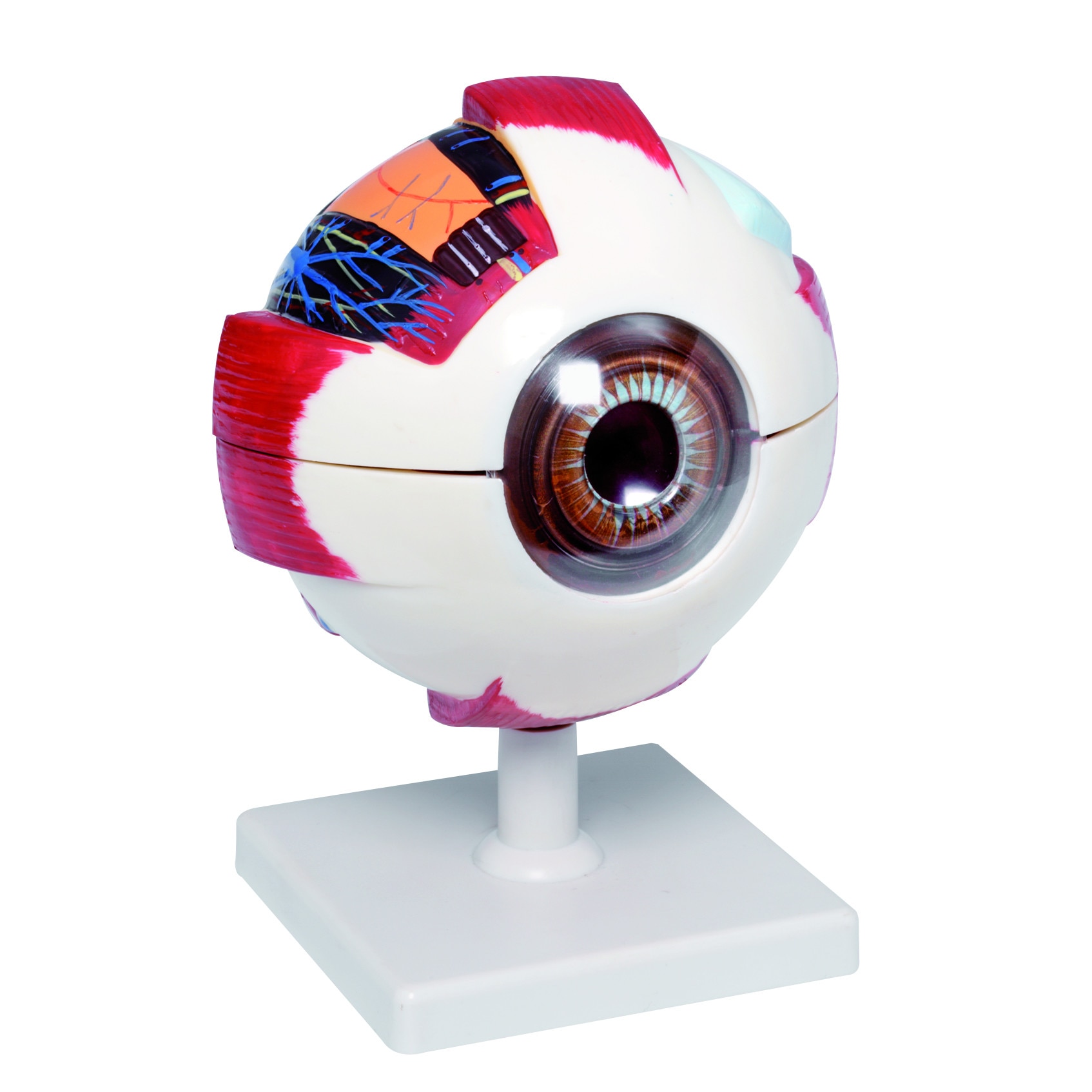 Mulaj Ochi marit de 6 ori 6 parti