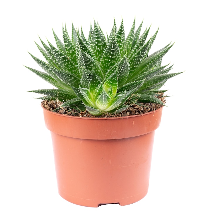 Aloe aristata "Magic rocks", 20 cm, diametru ghiveci 12 cm, Verde