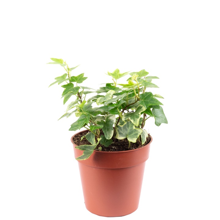 Iedera comuna, Hedera helix, 15 cm, diametru ghiveci 9 cm, Verde