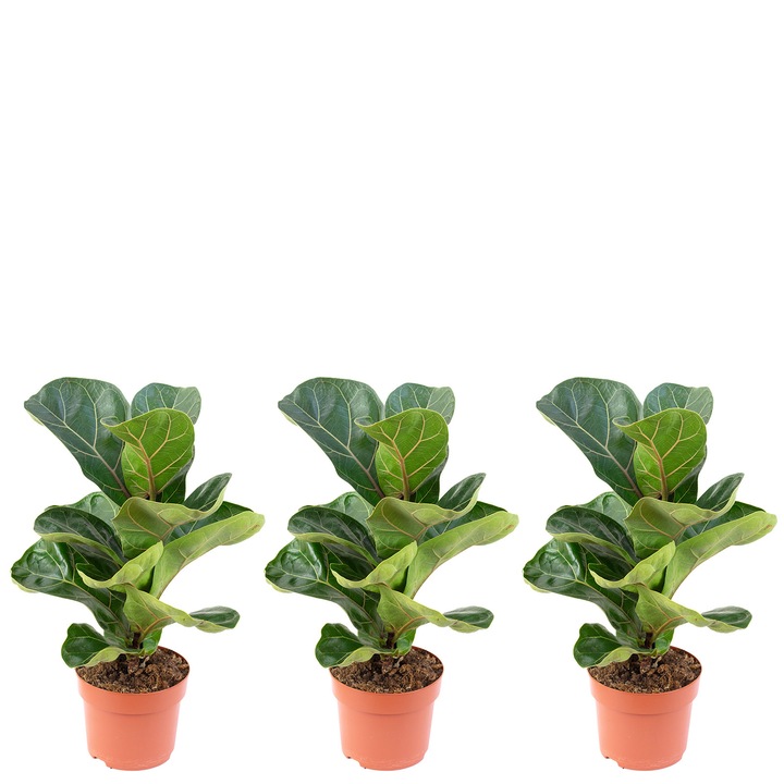 Set 3 smochini cu frunze Bambino, Ficus Lyrata Bambino, Inaltime 35 cm, Diametru ghiveci 12 cm