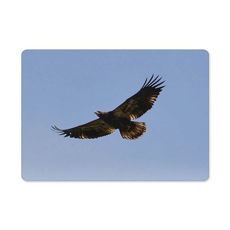 Sas madár 1622 hűtőmágnes - eMAG.hu