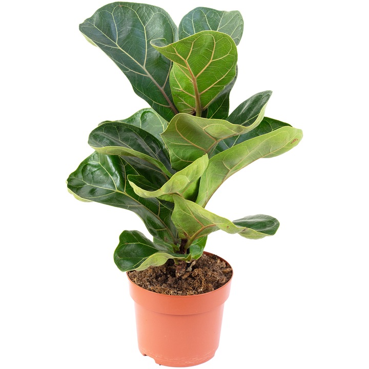 Smochinul cu frunze Ficus Lyrata Bambino, Inaltime 35 cm, Ghiveci 12 cm, Verde