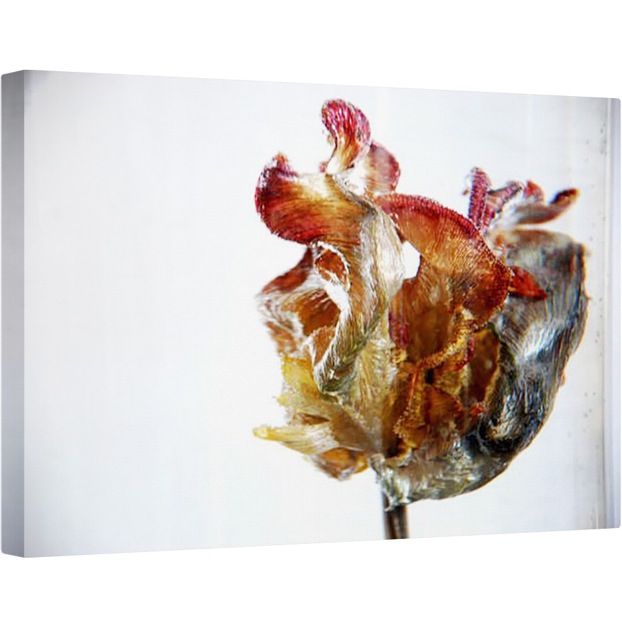 Tablou canvas - Lou Gibbs - Lalea de Apa 4, 2013, 80 x 120cm