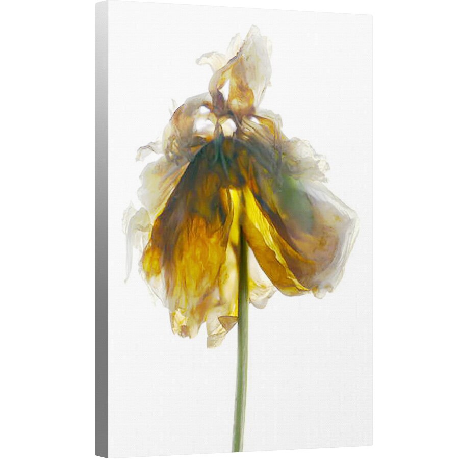 Tablou canvas - Julia McLemore - Bujor Stand Alb, 40 x 60 cm