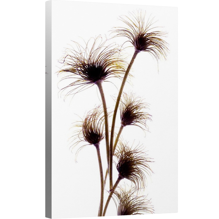 Tablou canvas - Julia McLemore - Mugurii Clematis, 2010, 80 x 120cm