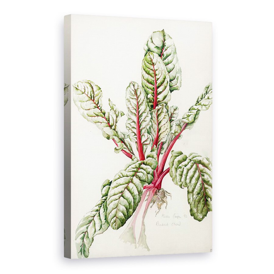 Tablou canvas - Alison Cooper - Rubarba Chard, 60 x 90 cm