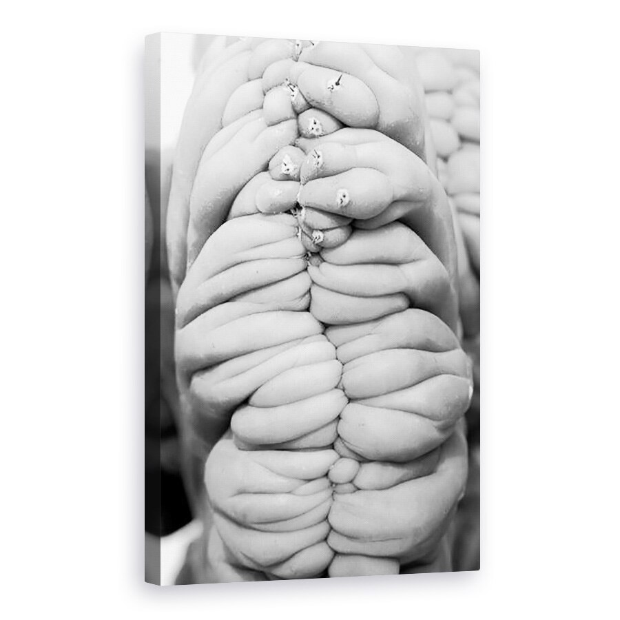 Tablou canvas - Jim Occi - succulent3, 60 x 90 cm