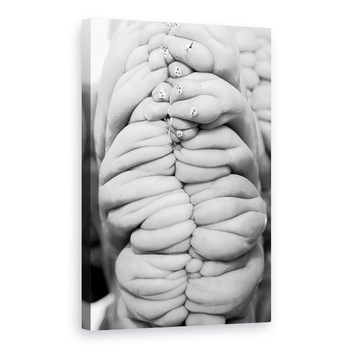 Tablou canvas - Jim Occi - succulent3, 60 x 90 cm Tablou canvas - Jim Occi - succulent3, 60 x 90 cm