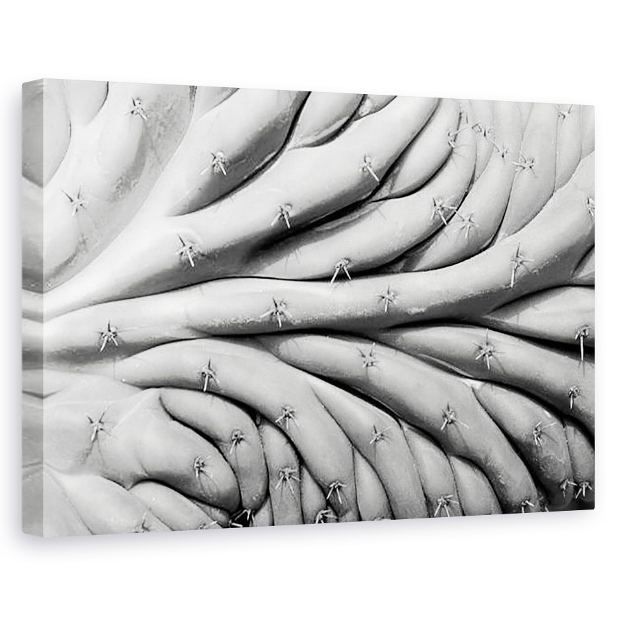 Tablou canvas - Jim Occi - succulent2, 40 x 60 cm