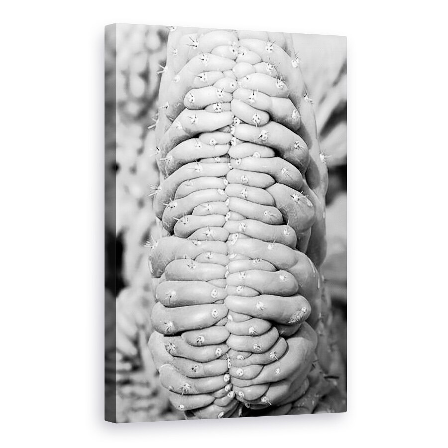 Tablou canvas - Jim Occi - suculent, 40 x 60 cm