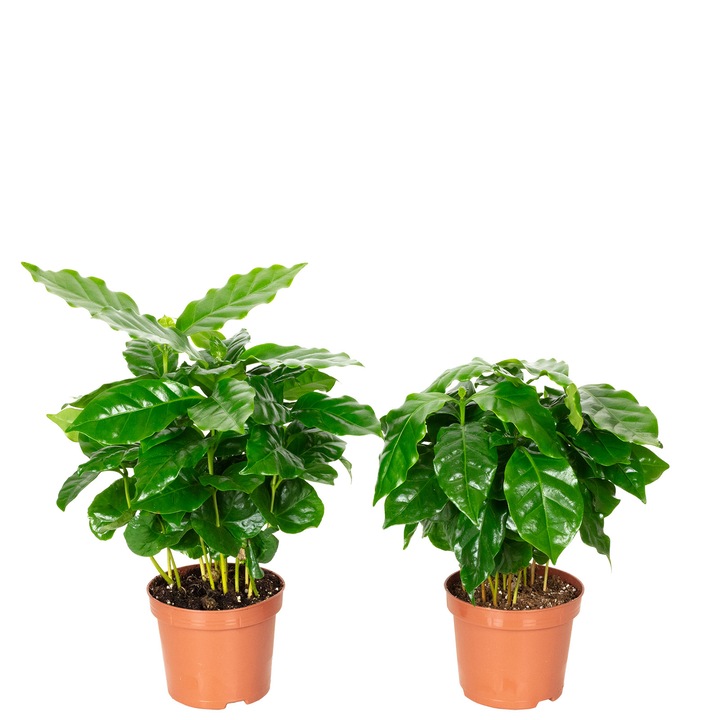 Set 2 plante de cafea, Coffea Arabica, 20 cm, diametru ghiveci 9 cm, Verde