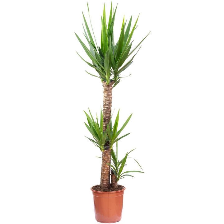 Yucca Elephantipes, 3 tulpini ,90/45/20 cm, Inaltime totala 135 cm, Diametru ghiveci 24 cm, Multicolor