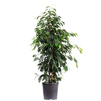 Ficus Benjamin, Inaltime 110 cm, Cu ghiveci negru de 21 cm, Verde inchis