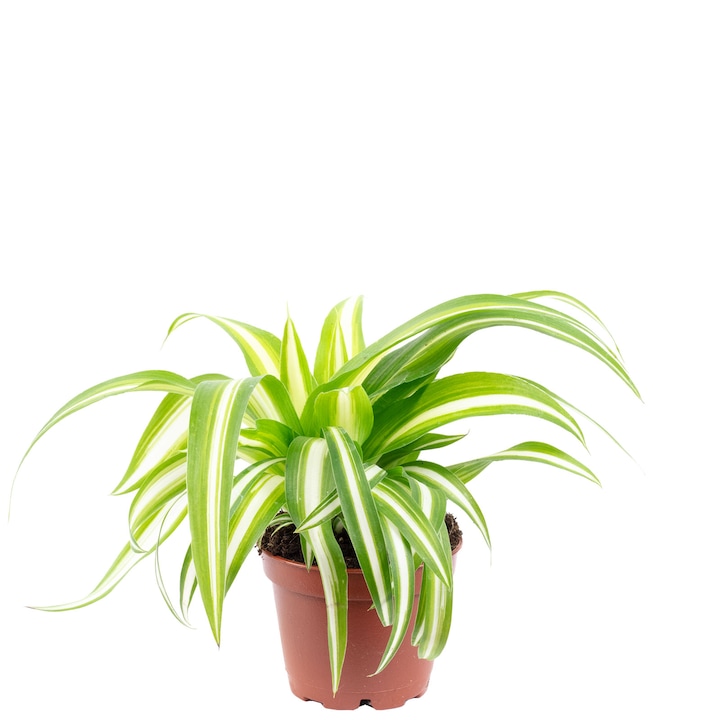 Planta Chlorophytum Comosum Verigata, Inaltime 15 cm, Diametru ghiveci 6 cm, Verde