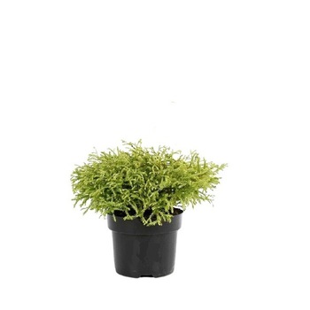 Tuia globular - Thuja Occidentalis Golden Tuffet - diametru 20 - 30 cm Tuia globular - Thuja Occidentalis Golden Tuffet - diametru 20 - 30 cm