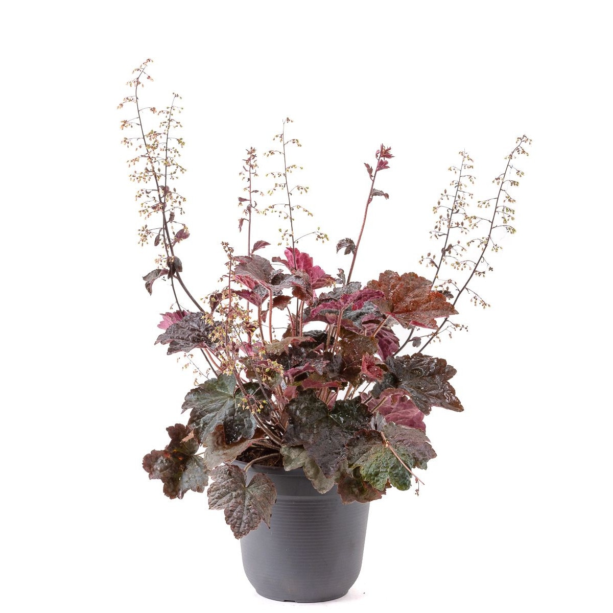 Heuchera mic. Palace Purple - inaltime 10 - 20 cm