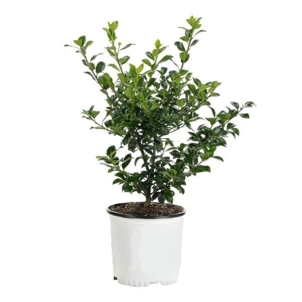 Ilex meserveae Blue Princess - inaltime 20 - 30 cm
