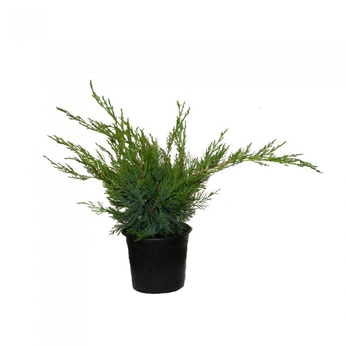 Ienupar - Juniperus x media Mint Julep - inaltime 10 - 20 cm