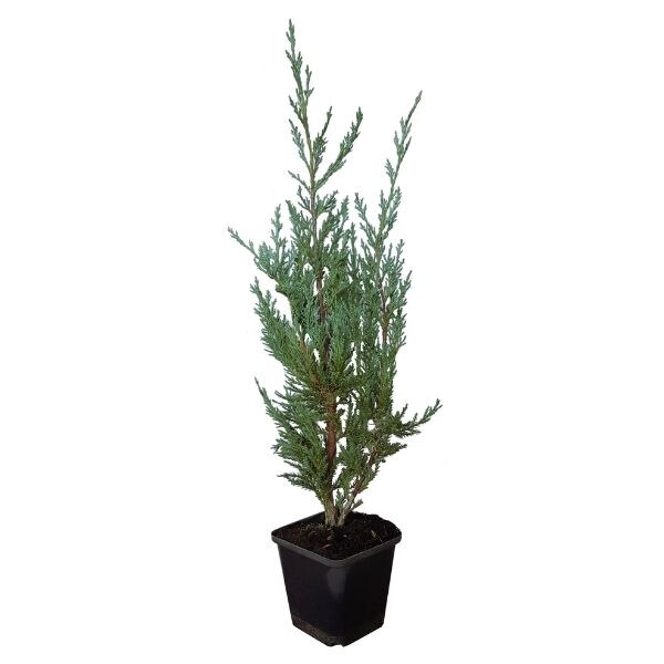 Ienupar - Juniperus Scopulum Moonlight - inaltime 20 - 30 cm