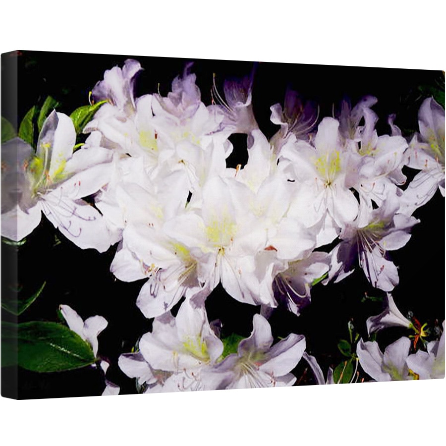 Tablou canvas - Helen White - Azhalia alba, 2018, 80 x 120cm