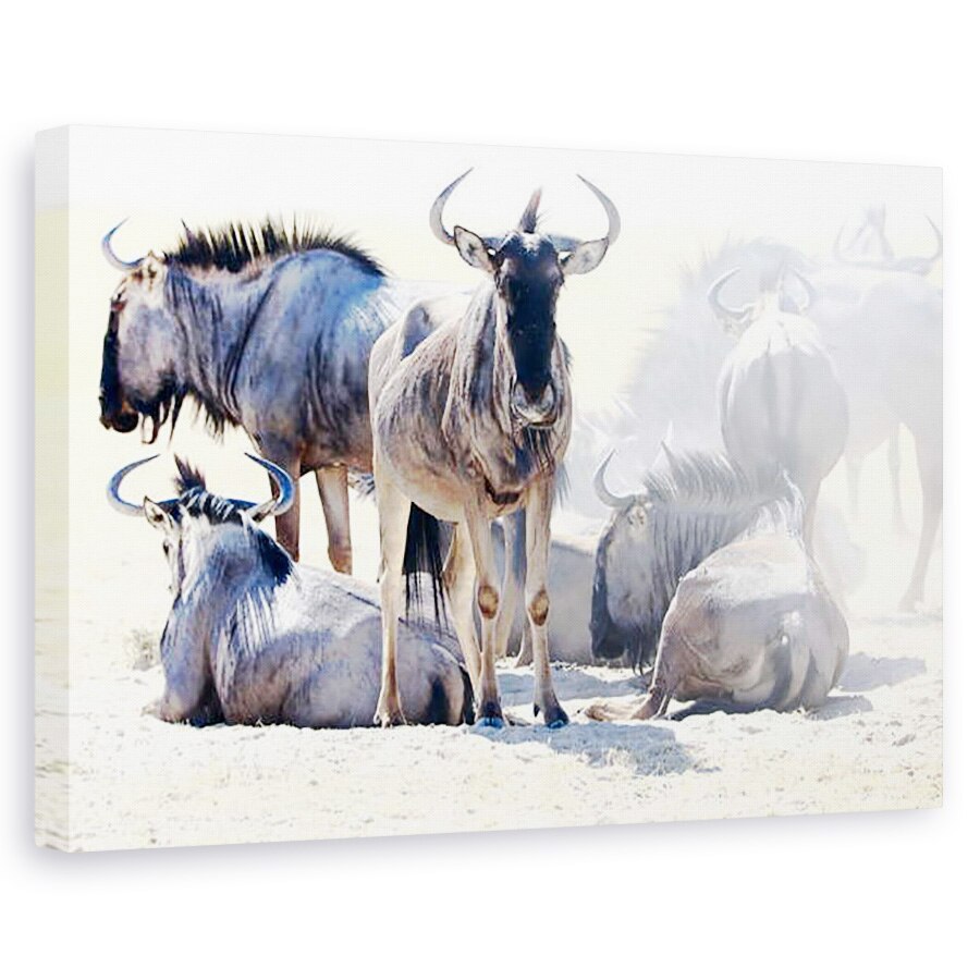 Tablou canvas - Eric Meyer - Wildebeest, Etosha, 40 x 60 cm