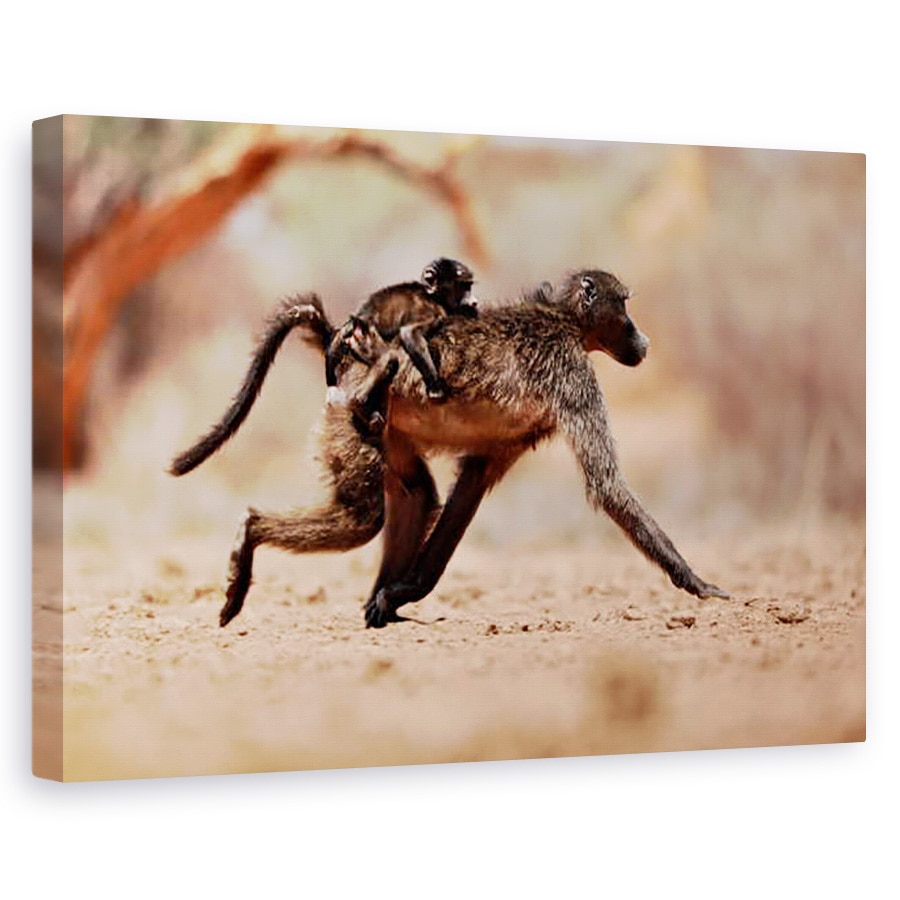 Tablou canvas - Eric Meyer - Hitching o plimbare babuin, 2019, 60 x 90 cm