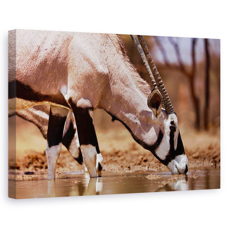 Tablou canvas - Eric Meyer - Oryx Baut, Muntele Etjo, 2019, 40 x 60 cm