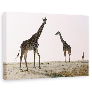 Tablou canvas - Eric Meyer - Trei, 60 x 90 cm Tablou canvas - Eric Meyer - Trei, 60 x 90 cm