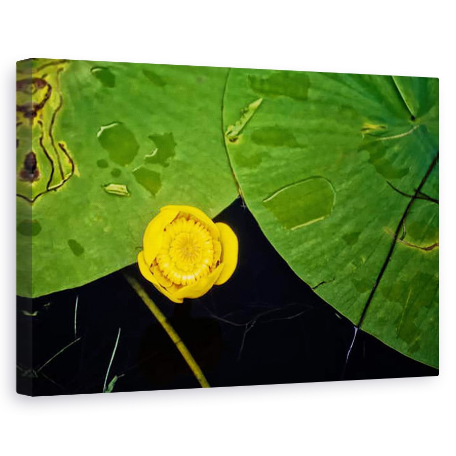 Tablou canvas - Ant Smith - Crin pad pe iaz, 2020, 60 x 90 cm