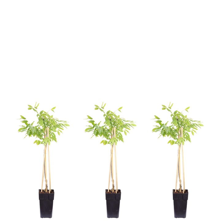 Set de trei flori Glicina Wisteria chineza, 65 cm, Verde
