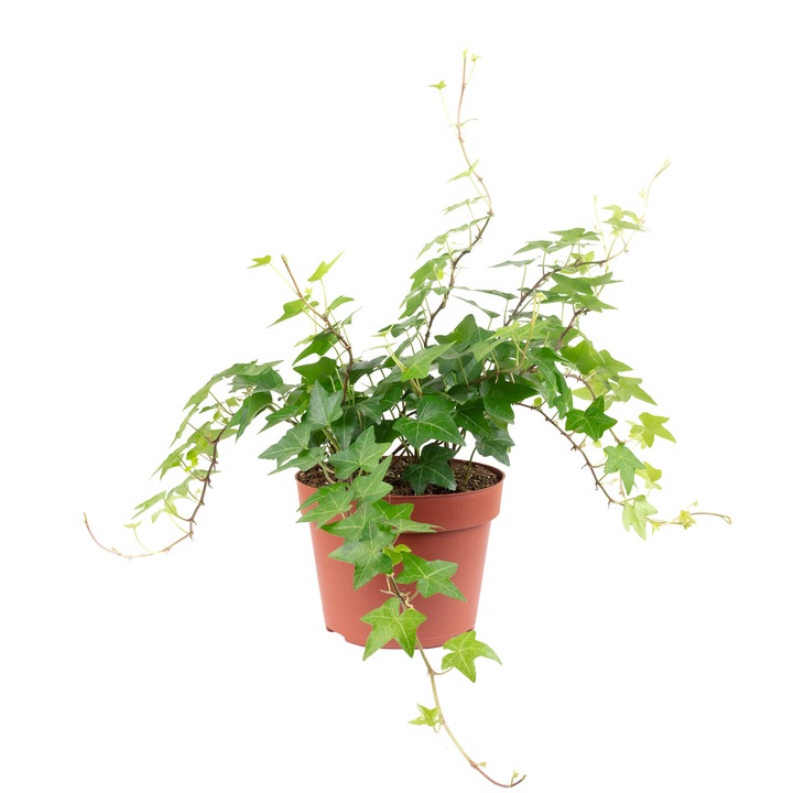 Planta Hedera Helix, Inaltime 20 cm, Diametru ghiveci 13 cm, Verde