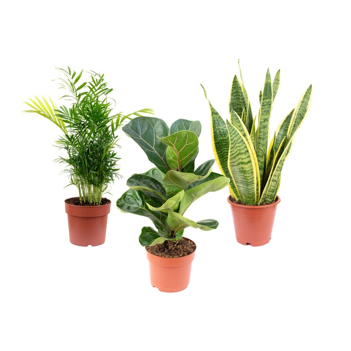 Palmier pitic, Smochin lira, Limba soacrei, Inaltime aproximativa 40 cm, Diametru ghiveci 12 cm