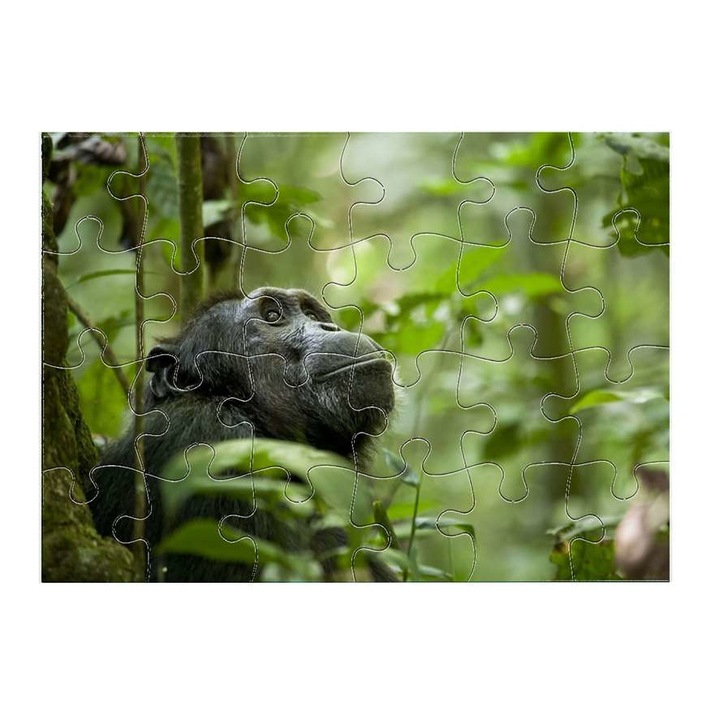 Csimpánz 3011 puzzle 24 darabos