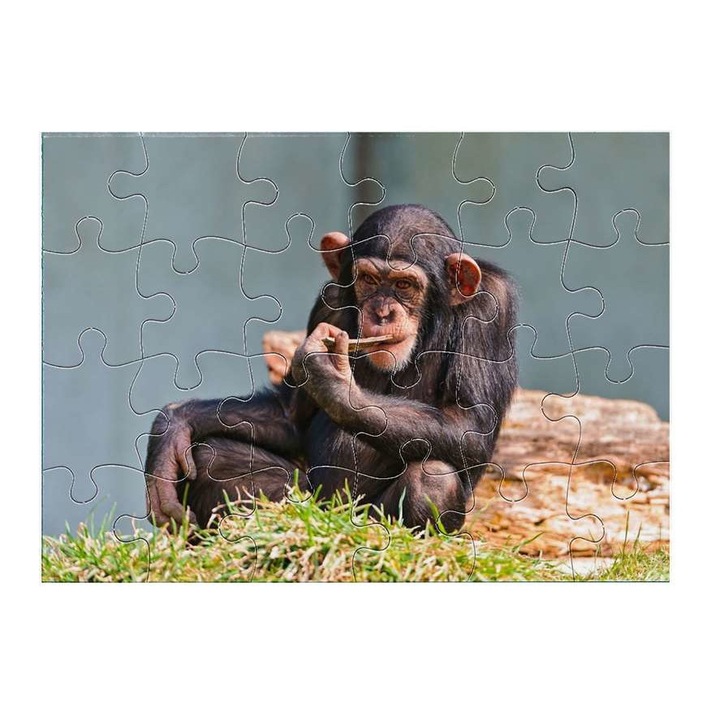Шимпанзе 1711 пъзел 24 части