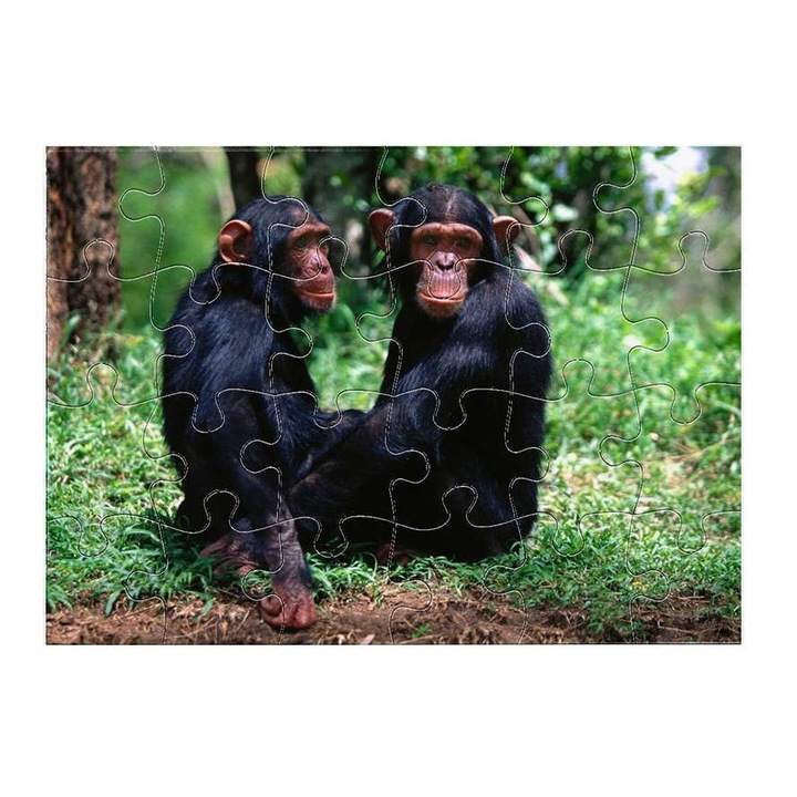Пъзел Mobiltokguru Шимпанзе 5311 24 части