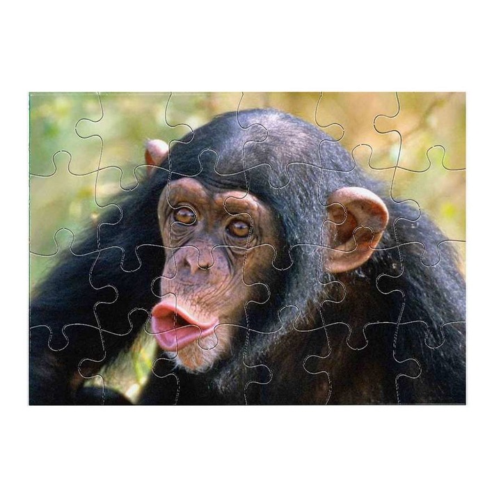 Csimpánz 2211 puzzle 24 darabos