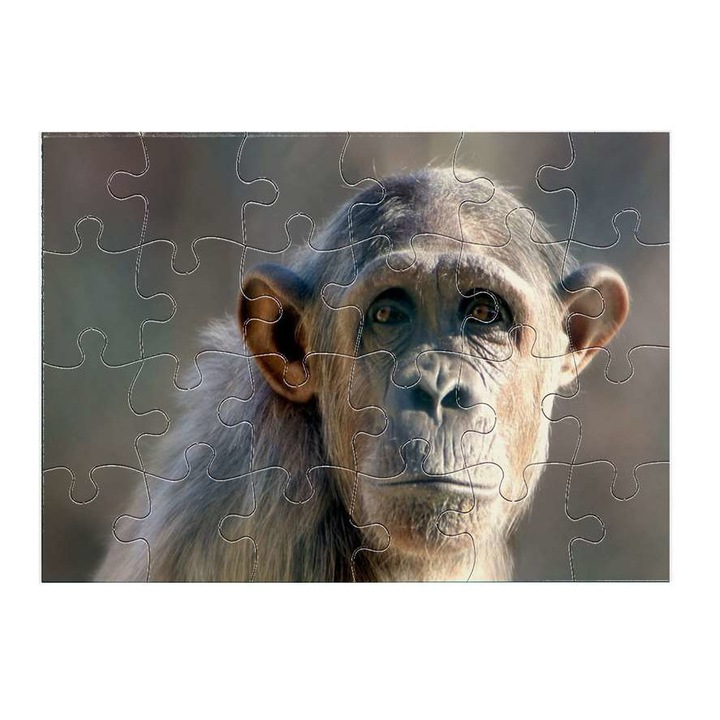 Шимпанзе 5611 пъзел 24 части