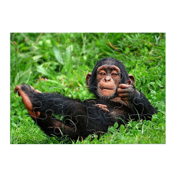 Csimpánz 1211 puzzle 24 darabos