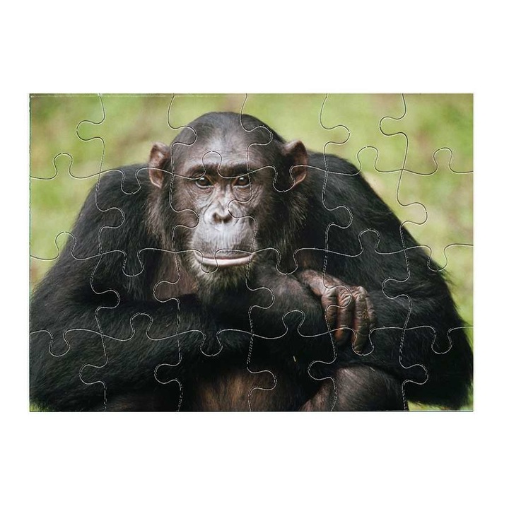Пъзел Mobiltokguru Шимпанзе 2111 24 части