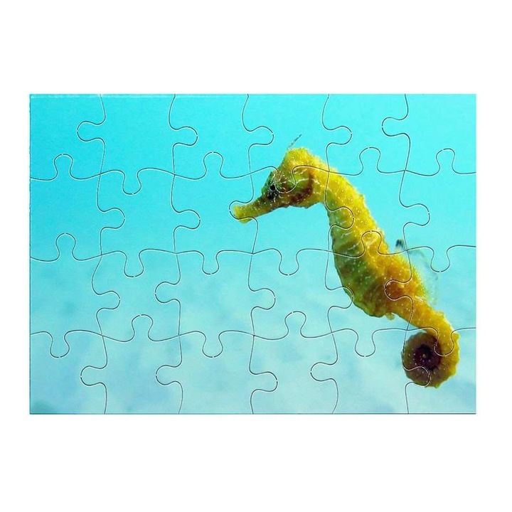 Csikóhal 1211 puzzle 24 darabos