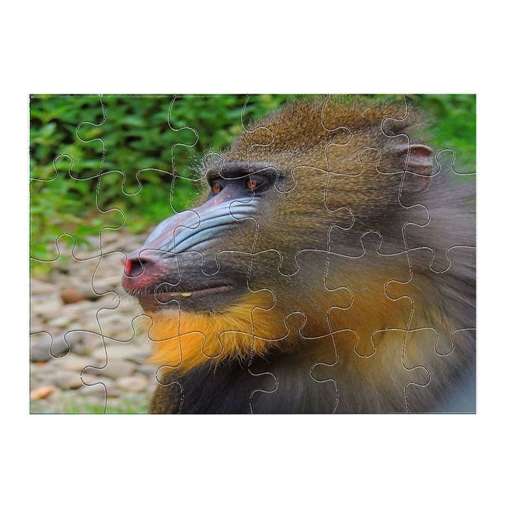 Пъзел маймуна гвенон 12011 24 части