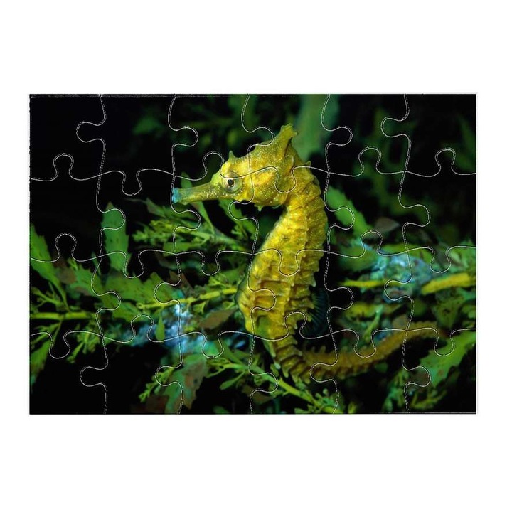 Пъзел морско конче 1811 24 части