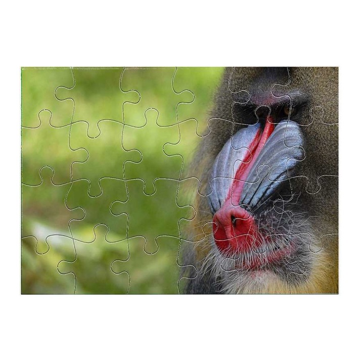 Cerkófmajom 13611 puzzle 24 darabos