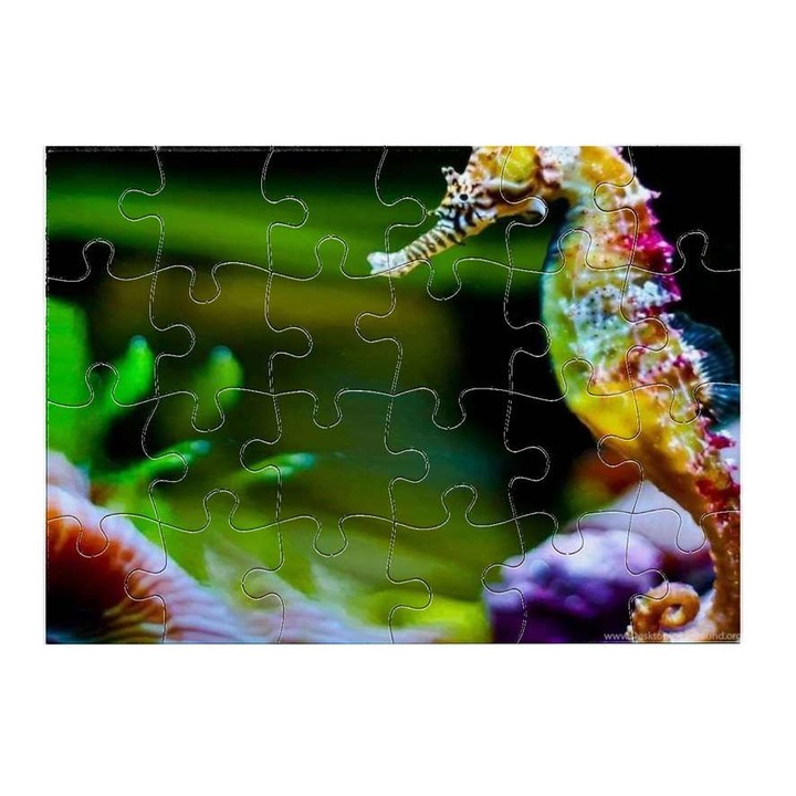 Csikóhal 3711 puzzle 24 darabos