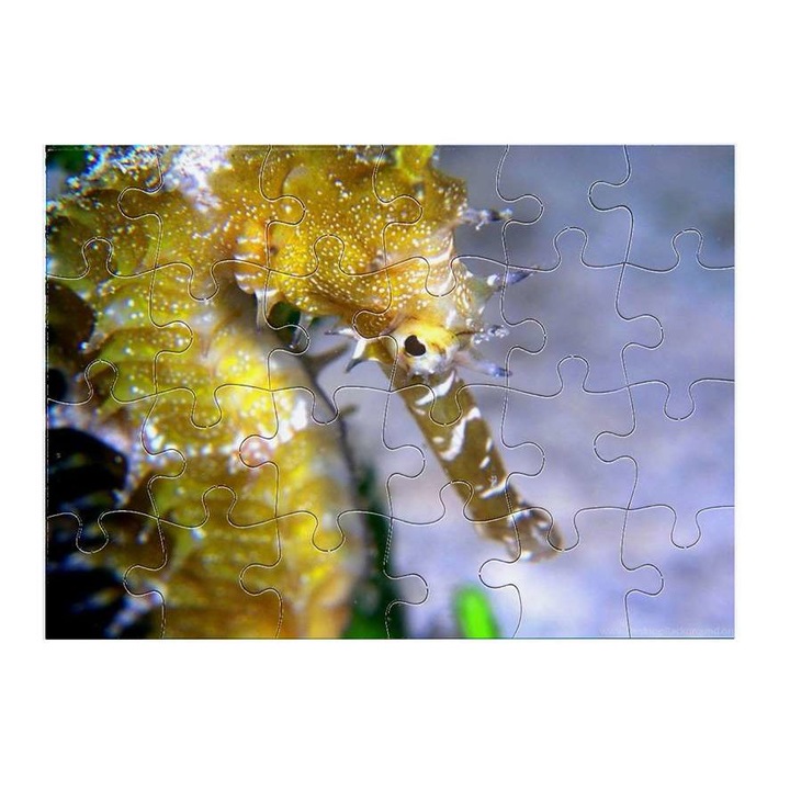 Пъзел, Морско конче 4511, 24 части