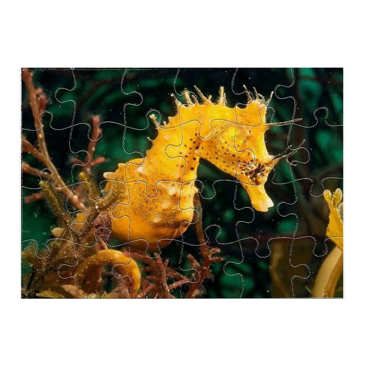 Csikóhal 3211 puzzle 24 darabos