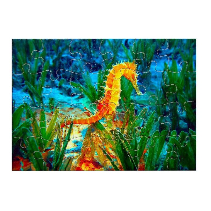 Пъзел, Морско конче 5411, 24 части