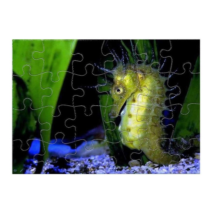 Csikóhal 5011 puzzle 24 darabos